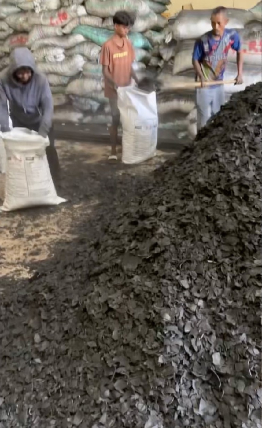 Indonesian workers sorting and bagging coconut shell charcoal on site